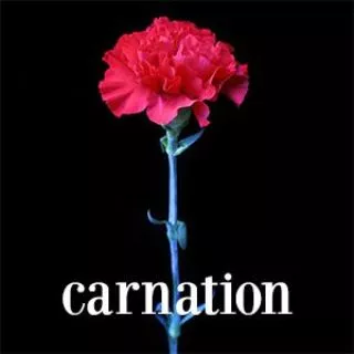 carnation