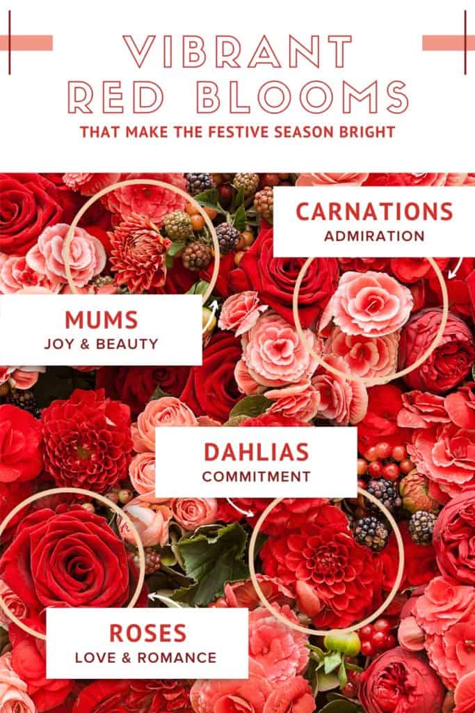 The Best Red Blooms for Fighting the Winter Blues Flowers & Fancies